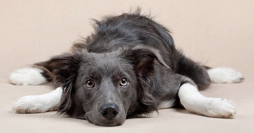 putimceva_dog_w500