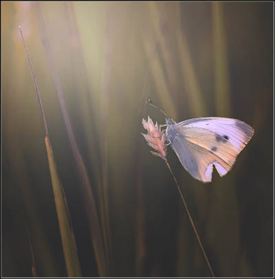 strashil_photosight