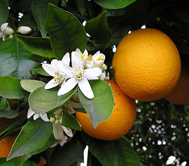 275px-OrangeBloss wb