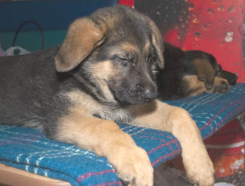 littledog