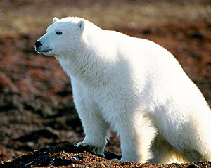 bearworld w300